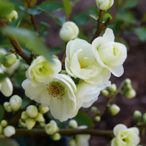 White Flowering Quince Plant - 4'' Pot - Live Plant