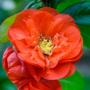 Flowering Quince Plant Orange Blooms - 4 Inch Pot Chaenomeles Japonica
