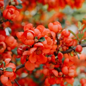 Flowering Quince Plant Orange Blooms - 4 Inch Pot Chaenomeles Japonica