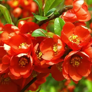 Flowering Quince Plant Orange Blooms - 4 Inch Pot Chaenomeles Japonica