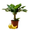 Grand Nain Banana Plant - Live Musa Plant - 2.5" Pot