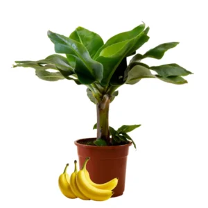 Grand Nain Banana Plant - Live Musa Plant - 2.5" Pot