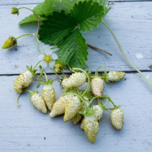 Alpine Strawberry Plants 8 White Alpine Everbearing 3-6 Inches Live