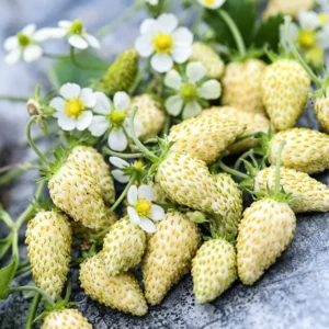 Alpine Strawberry Plants 8 White Alpine Everbearing 3-6 Inches Live