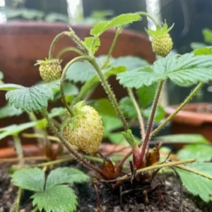 Alpine Strawberry Plants 8 White Alpine Everbearing 3-6 Inches Live