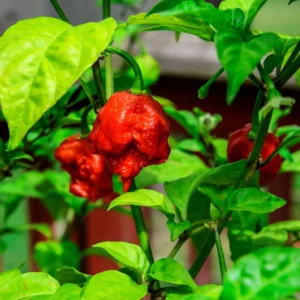 Carolina Reaper Pepper Plant - 4 Inch Pot - Super Hot Live Plant