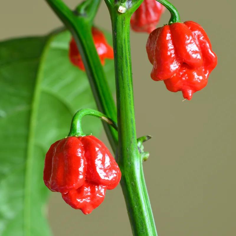 Carolina Reaper Pepper Plant - 4 Inch Pot - Super Hot Live Plant