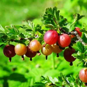 Red Gooseberry Bush - Live Plant 2.5" Pot - Fruit Shrub