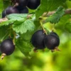 Black Gooseberry Bush - Live Plant - Ribes - 2.5 Inch Pot