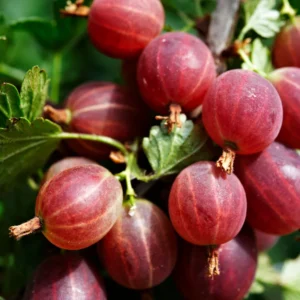 Red Gooseberry Plant - Live Plant in 2.5