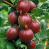 Red Gooseberry Plant - Live Plant in 2.5" Pot - Limited Shipping