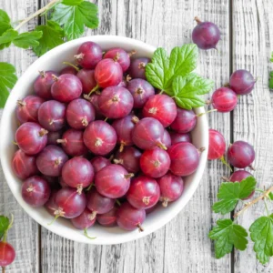 Red Gooseberry Plant - Live Plant in 2.5