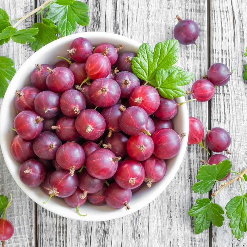 Red Gooseberry Plant - Live Plant in 2.5" Pot - Limited Shipping