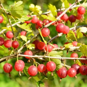 Red Gooseberry Plant - Live Plant in 2.5
