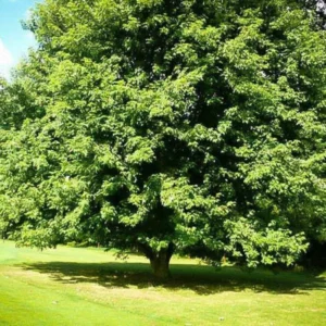 Silver Maple Tree Plants - 2 Live Bare-roots, 12-18 Inch Maple Tree Saplings