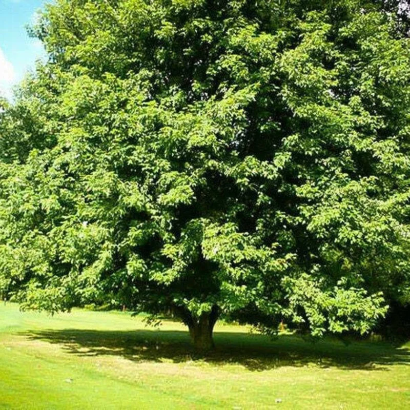 Silver Maple Tree Plants - 2 Live Bare-roots, 12-18 Inch Maple Tree Saplings