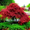 Maple Tree Live Plant - Bare-root Maple Plant, 12-18 Inch Height