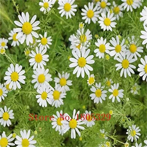 White : Big Sale Fragrance of Chrysanthemum Seeds Flower Eseds, About 100 Particles
