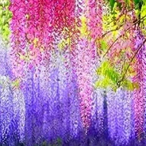 Vistaric Wisteria Seeds Bonsai Flower Seeds Wisteria Tree Plant Perennial Flowers Climbing Growth for Home Garden 10 pcs/Bag 6