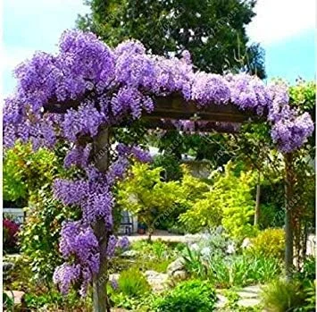 Vistaric Wisteria Seeds Bonsai Flower Seeds Wisteria Tree Plant Perennial Flowers Climbing Growth for Home Garden 10 pcs/Bag 6