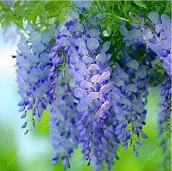 Vistaric Wisteria Seeds Bonsai Flower Seeds Wisteria Tree Plant Perennial Flowers Climbing Growth for Home Garden 10 pcs/Bag 6
