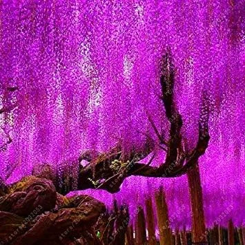 Vistaric Wisteria Seeds Bonsai Flower Seeds Wisteria Tree Plant Perennial Flowers Climbing Growth for Home Garden 10 pcs/Bag 6