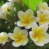 Vistaric 20PCS/Bag Plumeria (Frangipani, Hawaiian Lei Flower) Seeds, Rare Exotic Flower Seeds Egg Flower Seeds