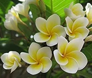 Vistaric 20PCS/Bag Plumeria (Frangipani, Hawaiian Lei Flower) Seeds, Rare Exotic Flower Seeds Egg Flower Seeds