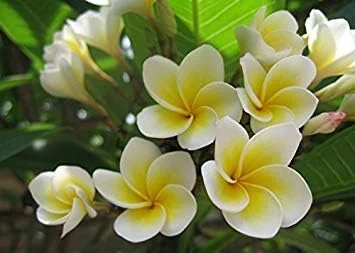 Vistaric 20PCS/Bag Plumeria (Frangipani, Hawaiian Lei Flower) Seeds, Rare Exotic Flower Seeds Egg Flower Seeds