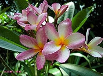 Vistaric 20PCS/Bag Plumeria (Frangipani, Hawaiian Lei Flower) Seeds, Rare Exotic Flower Seeds Egg Flower Seeds