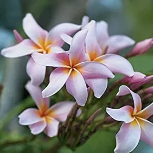 Vistaric 20PCS/Bag Plumeria (Frangipani, Hawaiian Lei Flower) Seeds, Rare Exotic Flower Seeds Egg Flower Seeds