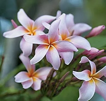 Vistaric 20PCS/Bag Plumeria (Frangipani, Hawaiian Lei Flower) Seeds, Rare Exotic Flower Seeds Egg Flower Seeds