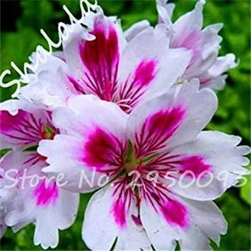 Vistaric 20 Rare Bonsai Semente Geranium Flower Seed Indoor & Outdoor Decor Perennial Plants Climbing Plant, Planta/Plante for Home Garden 7