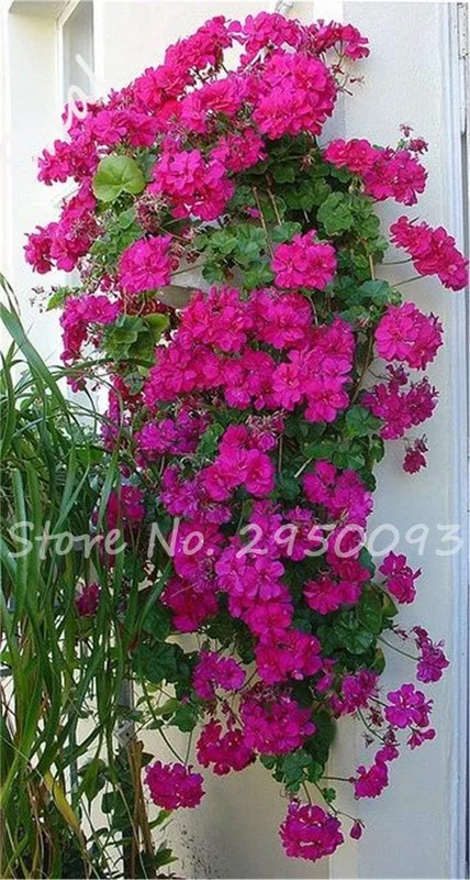 Vistaric 20 Rare Bonsai Semente Geranium Flower Seed Indoor & Outdoor Decor Perennial Plants Climbing Plant, Planta/Plante for Home Garden 7