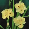 25+ Yellow Fortnight Lily/Drought and Forst Hardy/Flower Seeds