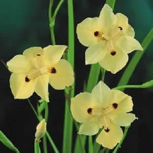 25+ Yellow Fortnight Lily/Drought and Forst Hardy/Flower Seeds