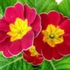 15+ Scarlet Ruffled Primula Primrose/Perennial Flower Seeds