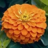 30+ Zinnia Yoga Orange Flower Seeds/Annual