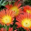 50+ Orane Plant/Perennial Flower Seeds