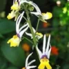 40+ Nemesia Masquerade Bi-Color Flower Seeds/Annual
