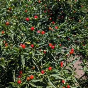 Chiltepin Tepin Pepper Plant - Heirloom Variety - Grow Spicy Peppers