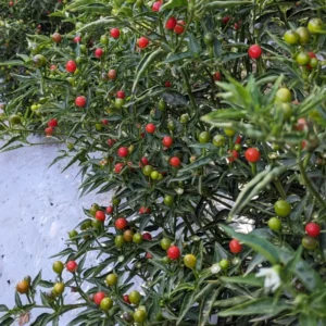 Chiltepin Tepin Pepper Plant - Heirloom Variety - Grow Spicy Peppers