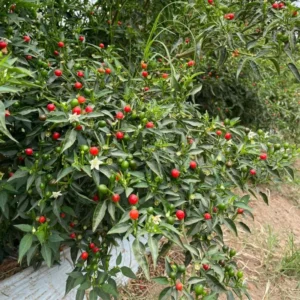 Chiltepin Tepin Pepper Plant - Heirloom Variety - Grow Spicy Peppers