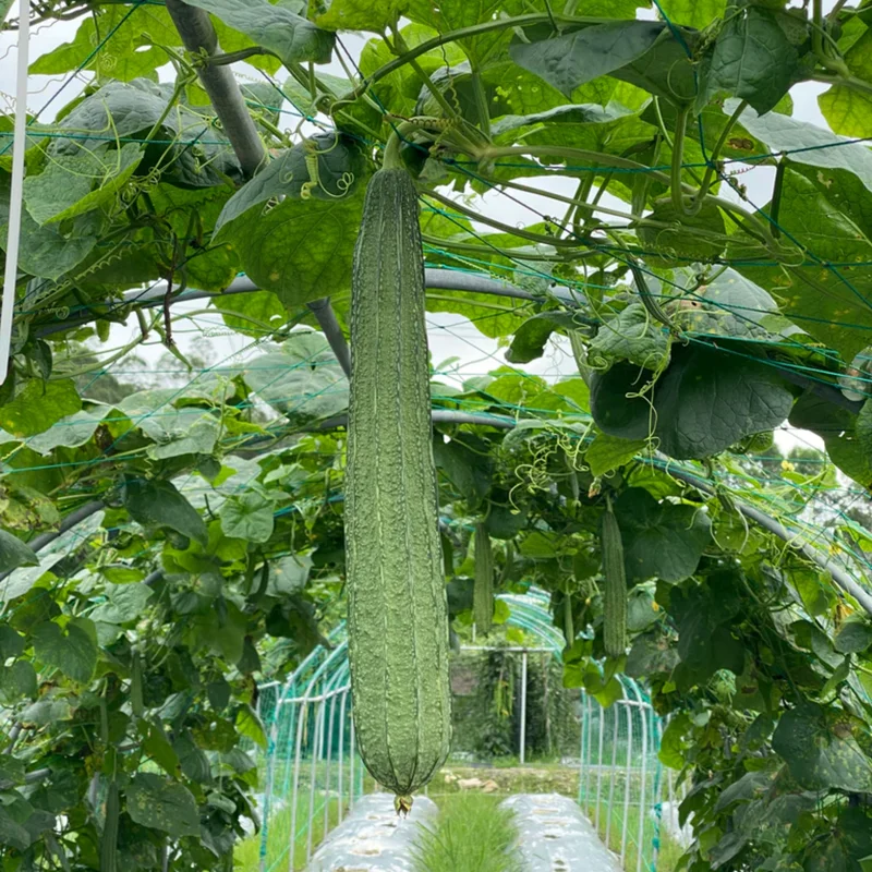 Ridge Gourd Luffa Plant - 4 Inch Potted Vine - 4 to 8 Inch Height