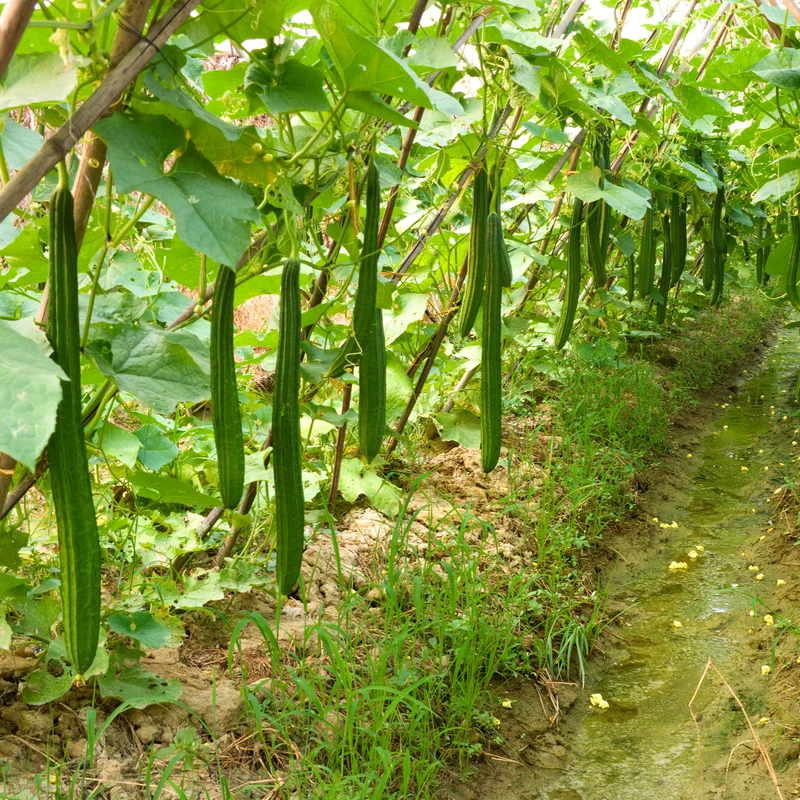 Ridge Gourd Luffa Plant - 4 Inch Potted Vine - 4 to 8 Inch Height