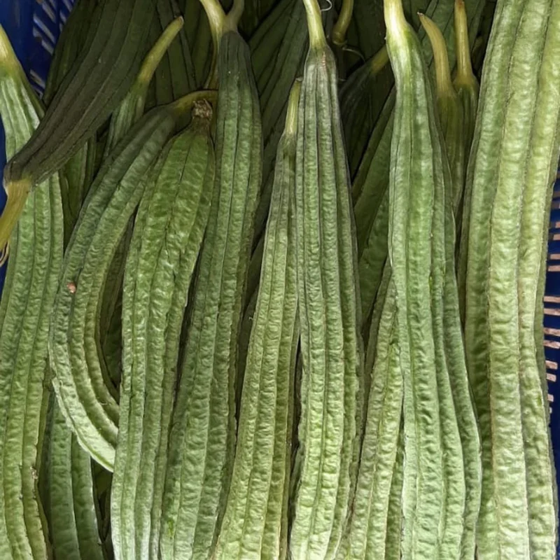 Ridge Gourd Luffa Plant - 4 Inch Potted Vine - 4 to 8 Inch Height