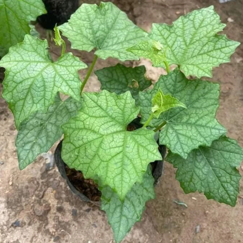 Ridge Gourd Luffa Plant - 4 Inch Potted Vine - 4 to 8 Inch Height