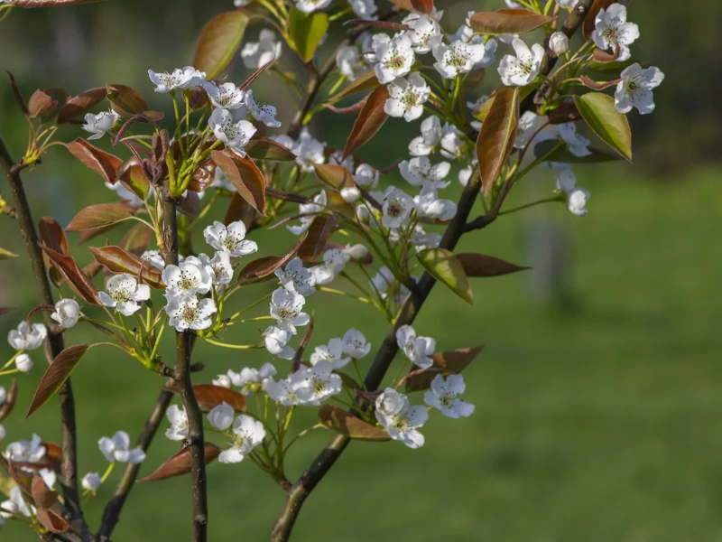 Shinko pear tree in bloom with beautiful white flowers.