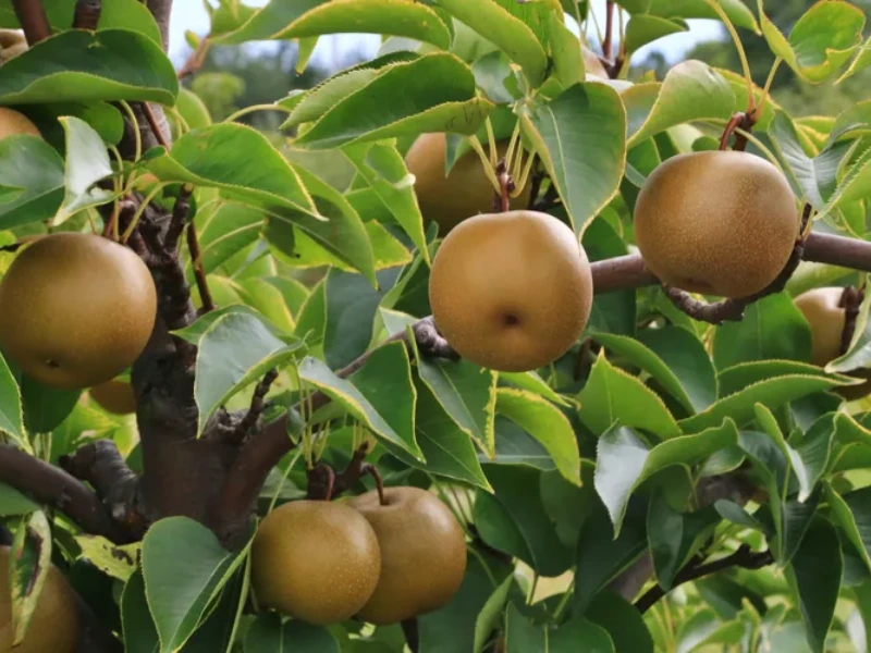 Ripe Shinko Asian pears hanging from the tree, ready to be harvested and enjoyed.