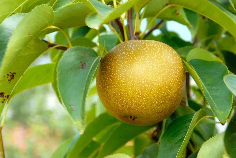 Ripe Shinko Asian pears